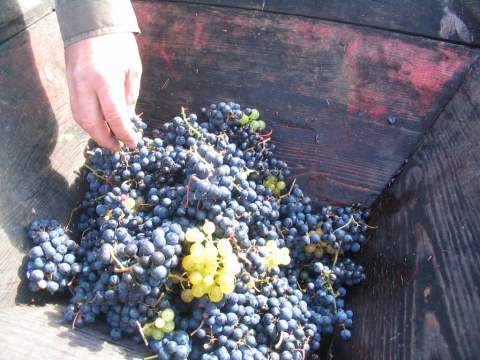 Premières vendanges Septembre 2011