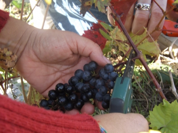 30 septembre 2012 : Les deuxièmes vendanges de Beauregard